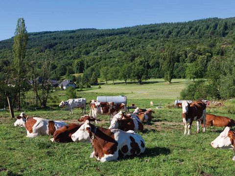 8 cow 05